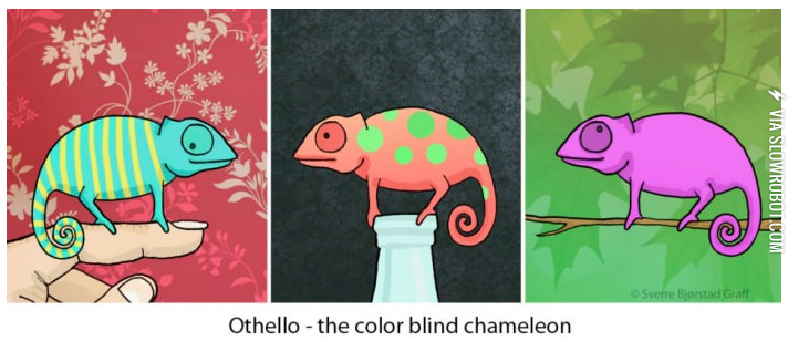 The+color+blind+chameleon.