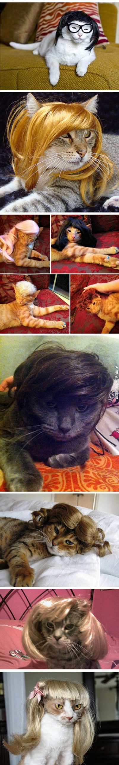 Cats+wearing+wigs.