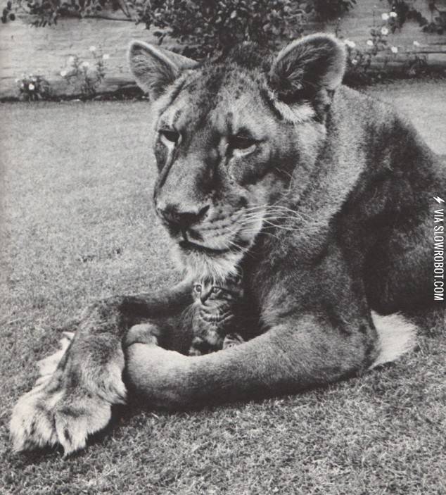 Lioness+and+a+kitten