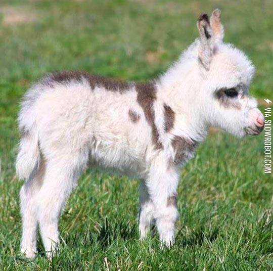 Baby+Donkeys+Deserve+More+Attention