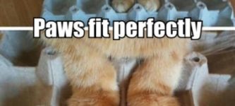 Paws+Fit+Perfectly.+Very+Good