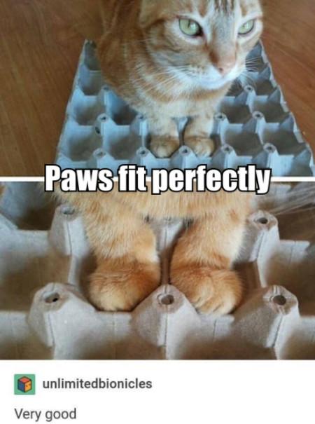 Paws+Fit+Perfectly.+Very+Good