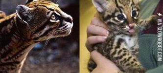 Ocelot+vs.+Ocelittle.