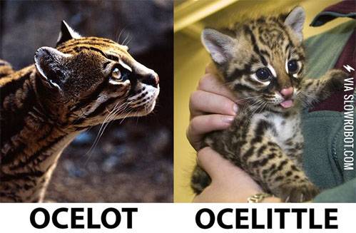 Ocelot+vs.+Ocelittle.