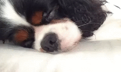 How+To+Wake+Up+Your+Dog