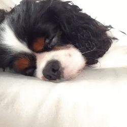 How+To+Wake+Up+Your+Dog