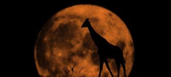 Super+moon+and+a+lone+giraffe.