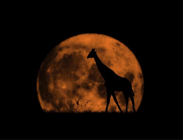 Super+moon+and+a+lone+giraffe.