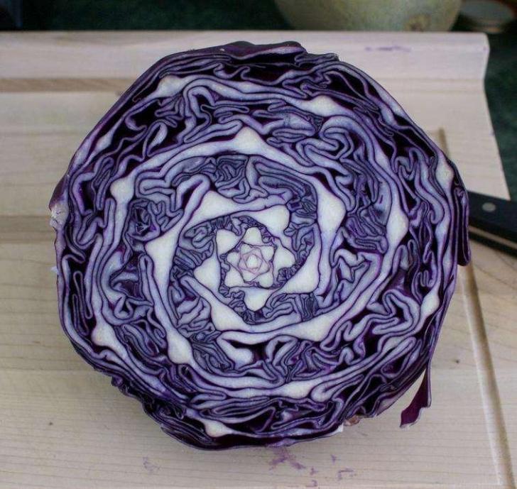 Cabbage+geometry