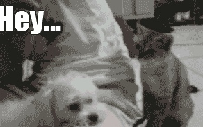 What%26%238217%3Bd+the+5+fingers+say+to+the+face%3F