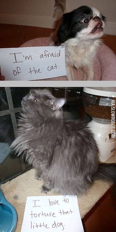 Cats+are+jerks.