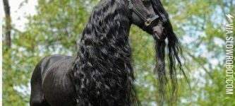 Black+Friesian+Horses