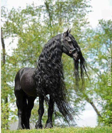Black+Friesian+Horses