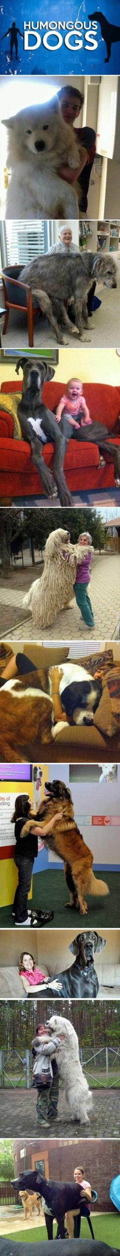 Really+Big+Dogs