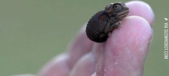 Baby+Chameleon