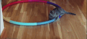 This+kitten+hula+hoops+better+than+I+do.