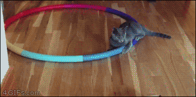 This+kitten+hula+hoops+better+than+I+do.