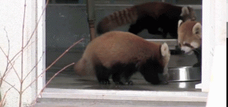 A+surprised+red+panda.