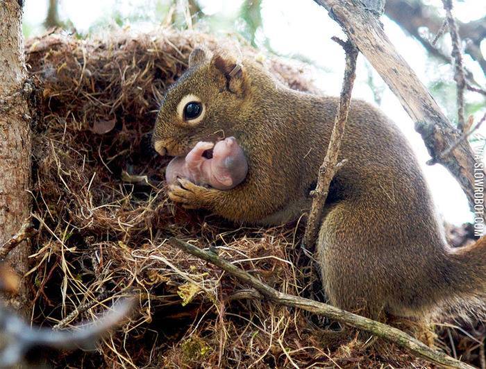 Now+you+know+what+a+baby+squirrel+looks+like.