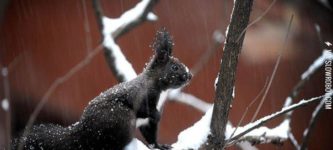 A+Syrian+Squirrel+in+the+Snow