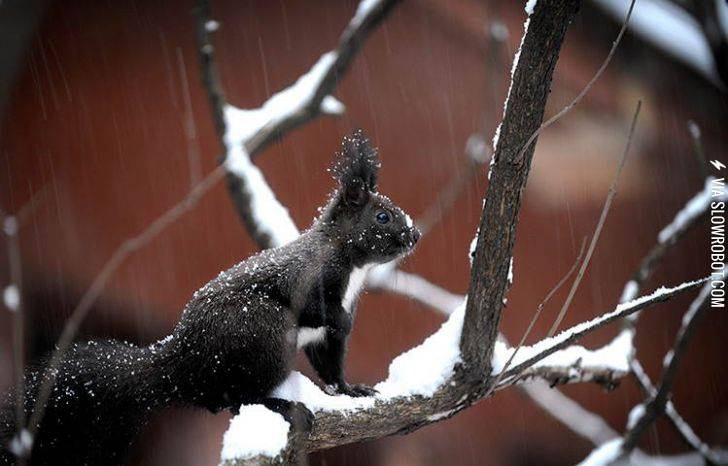 A+Syrian+Squirrel+in+the+Snow
