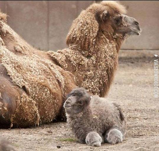 Ever+seen+a+baby+camel+before%3F