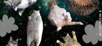 Space+cats.