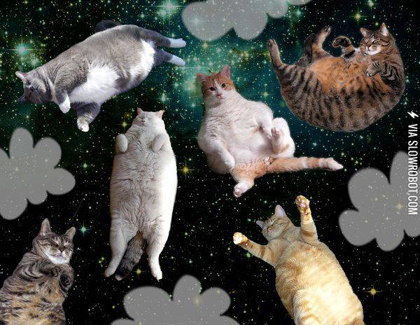 Space+cats.