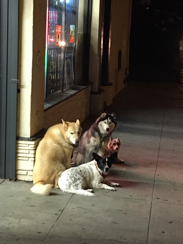 the+ruff+part+of+the+neighbourhood