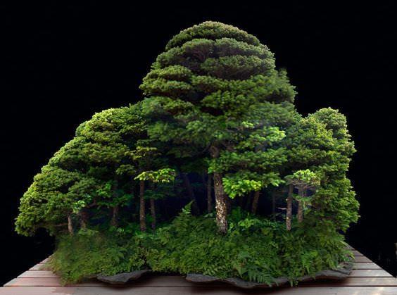 Bonsai+forest