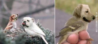 Dog+birds.