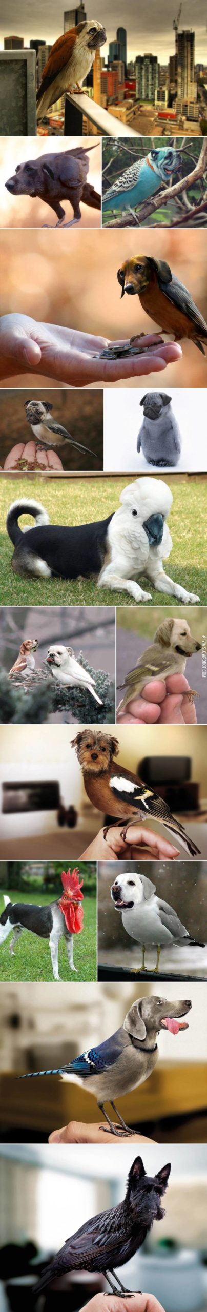 Dog+birds.