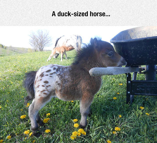 A+duck+sized+horse.