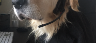 Calling+Doggo+Support