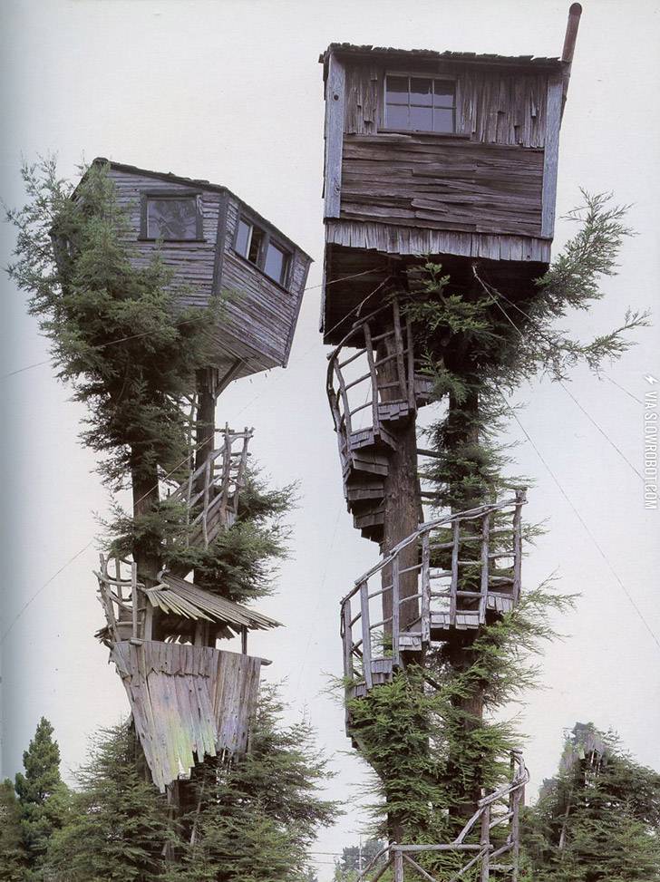 Tree+houses+are+awesome.