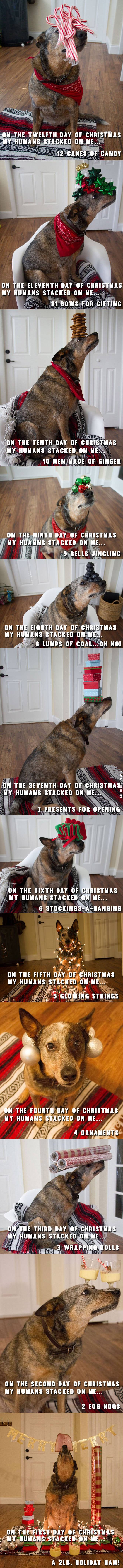 The+12+days+of+a+doggy+Christmas%21