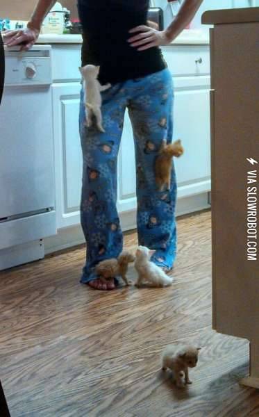 The+Amazing+Kitty+Race%3A+Pajama+Mountain