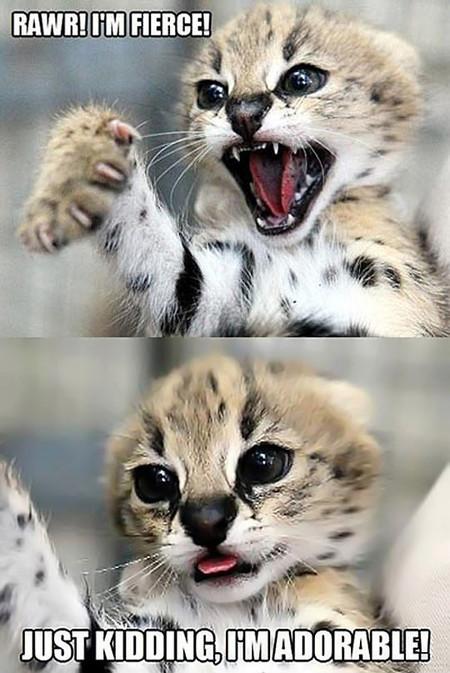 Rawr%21+I%26%238217%3Bm+Fierce%21