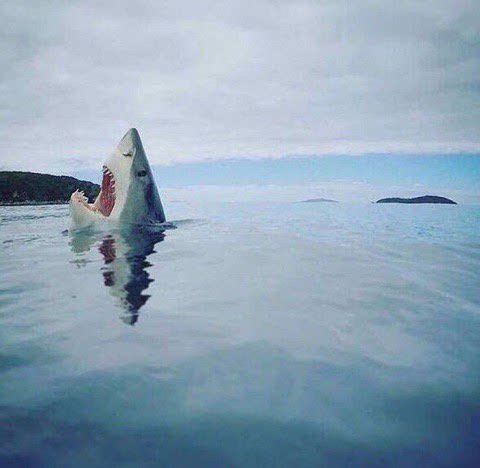 Rare+photo+of+a+shark+stepping+on+Lego