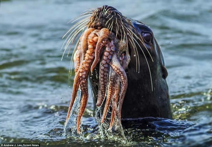 Seal+of+Cthulhu