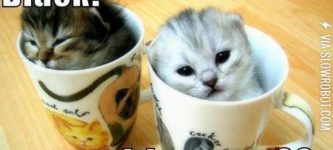 Kitty+Coffee