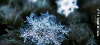 Snowflakes+under+magnification.