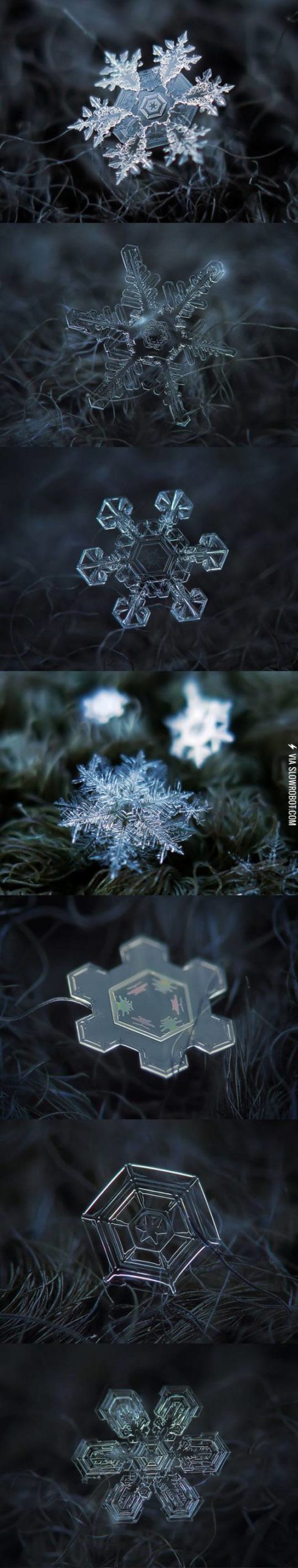 Snowflakes+under+magnification.