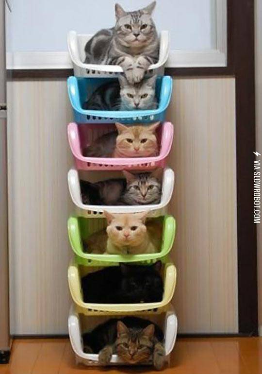 Crazy+Cat+Lazy+Storage+Unit