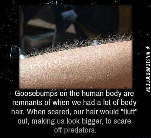 Why+we+get+goosebumps