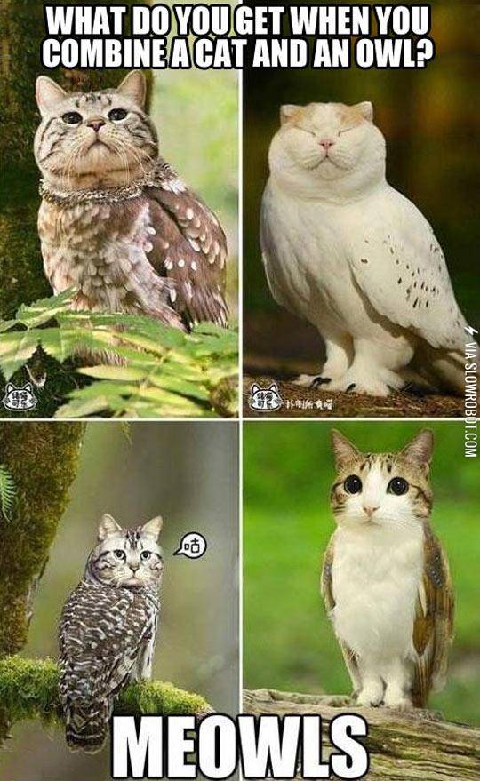 When+Cats+And+Owls+Combine
