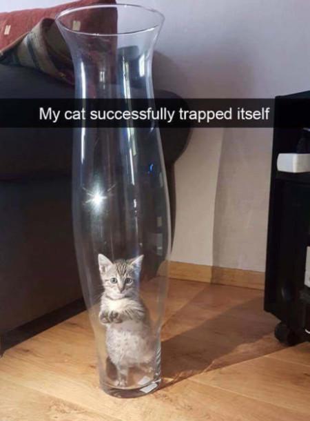My+Cat+Successfully+Trapped+Itself