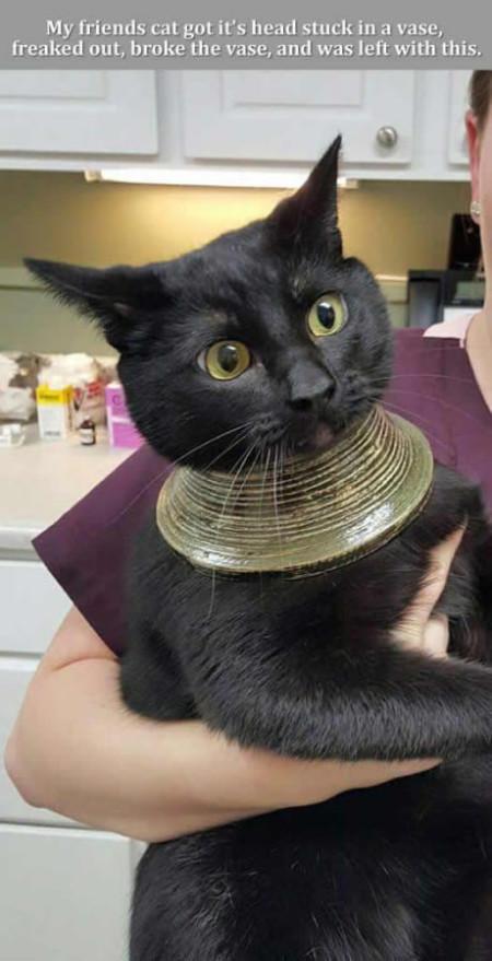 My+Friends+Cat+Got+It%26%238217%3Bs+Head+Stuck+In+A+Vase