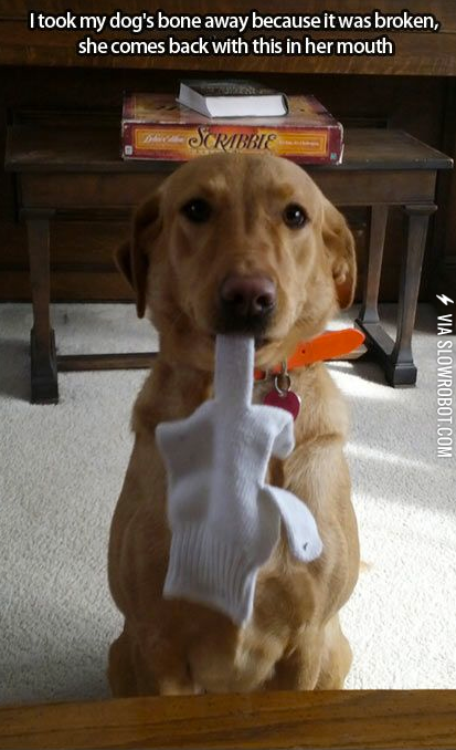 Smartest+dog+ever%3F