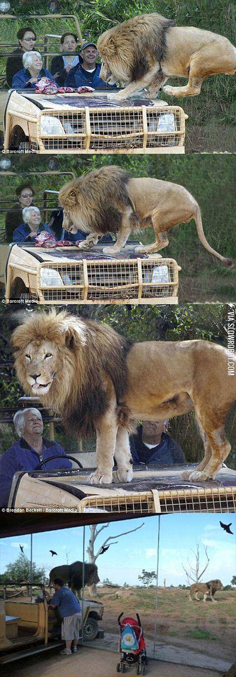 The+weribee+zoo+in+Melbourne%2C+Australia